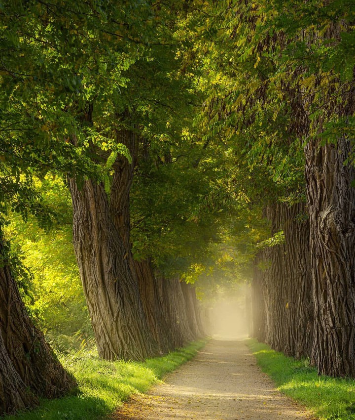 The Netherland