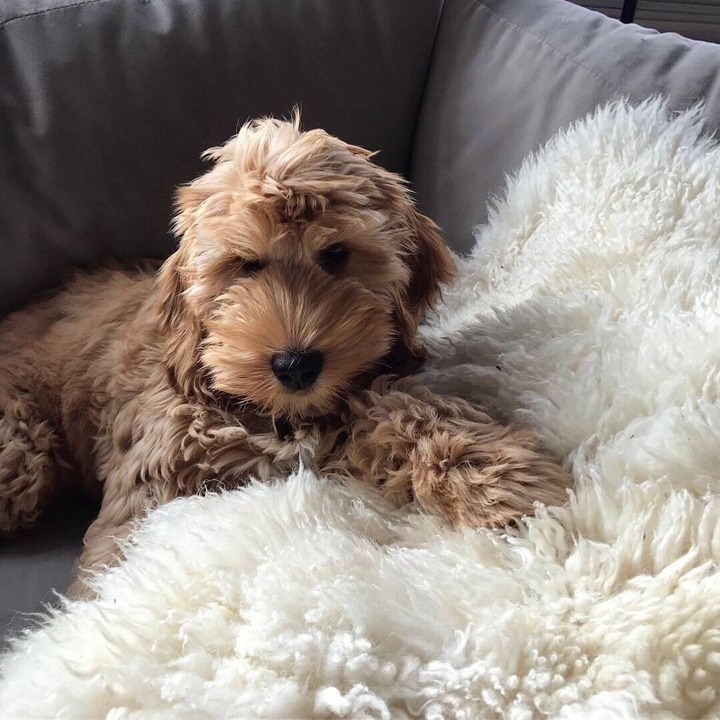 lovely dog