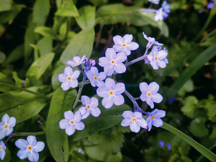 forget-me-not