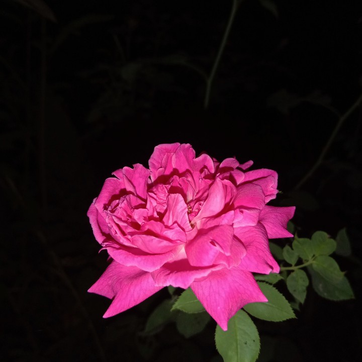 pink rose