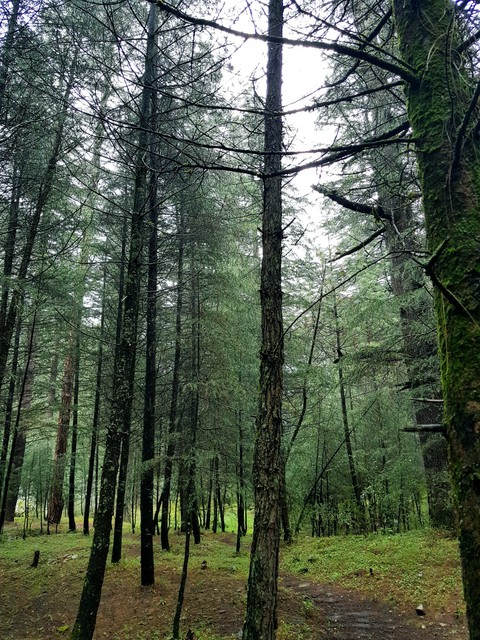 FOREST