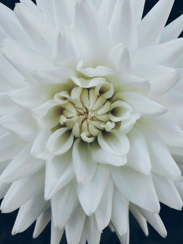 Dahlie „Birgit“