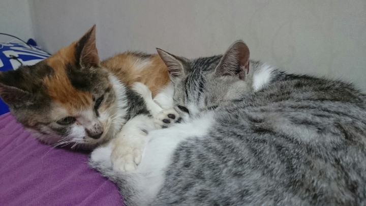 고양이 자매