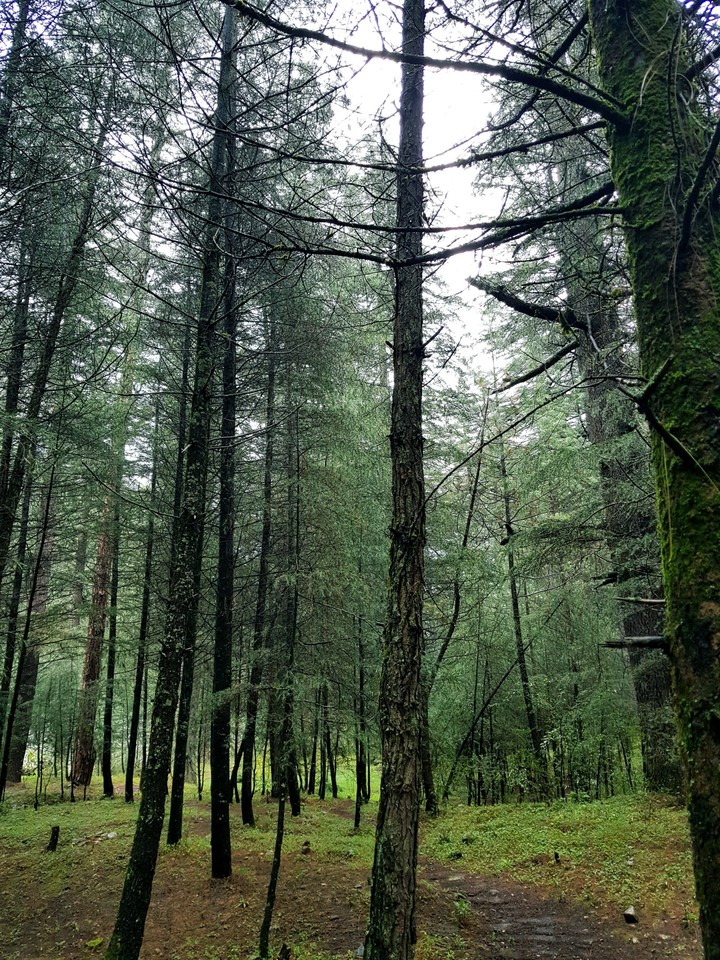FOREST