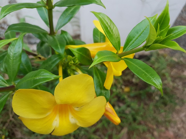 flowers