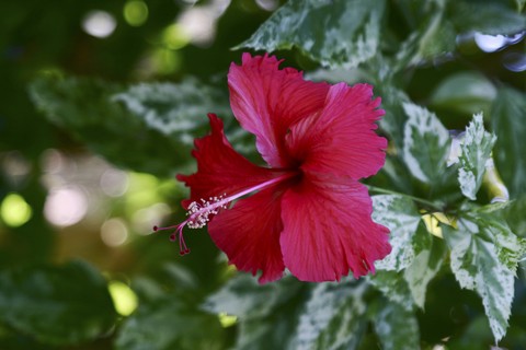 Plant
