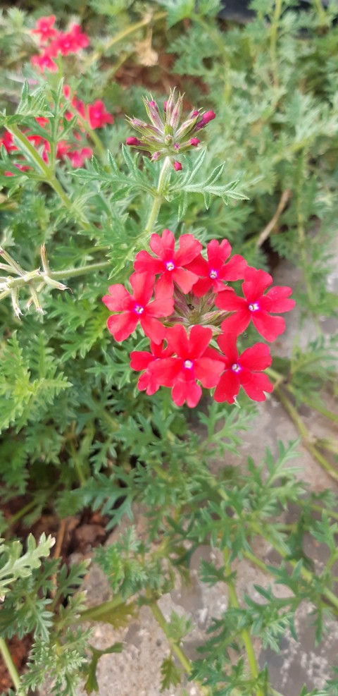 red flower