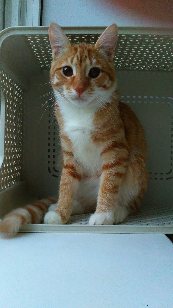 Васенька