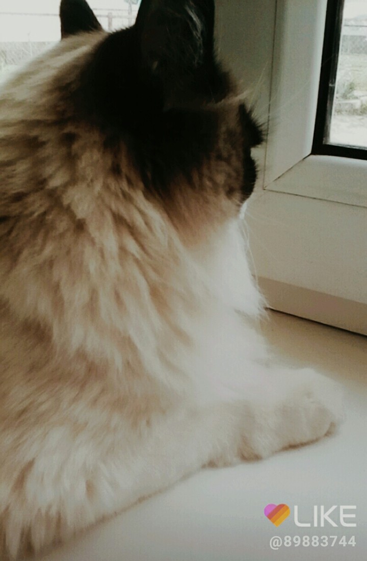 рэгдол!!мой кот