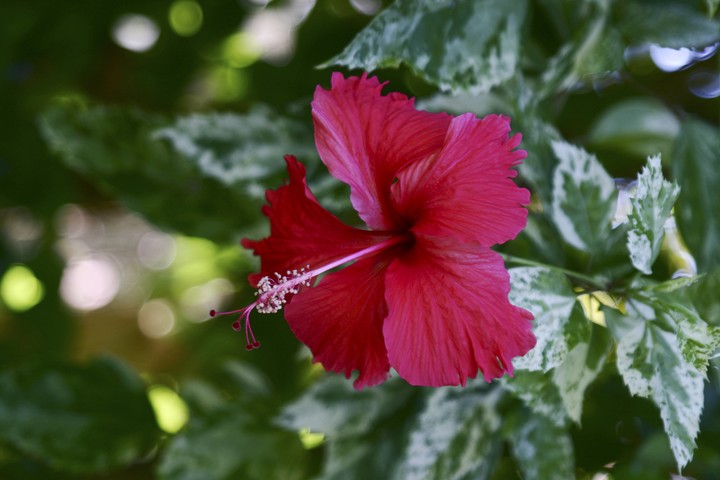 Plant
