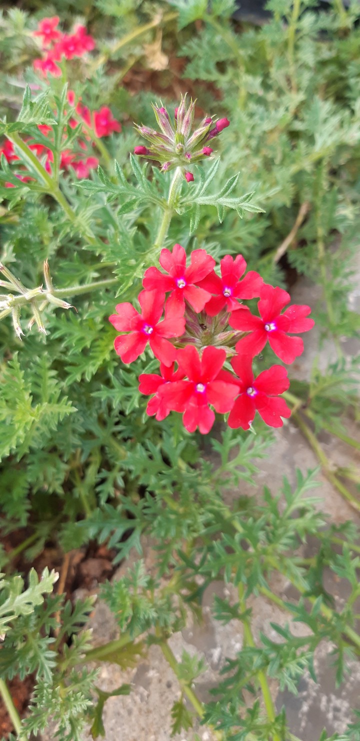 red flower
