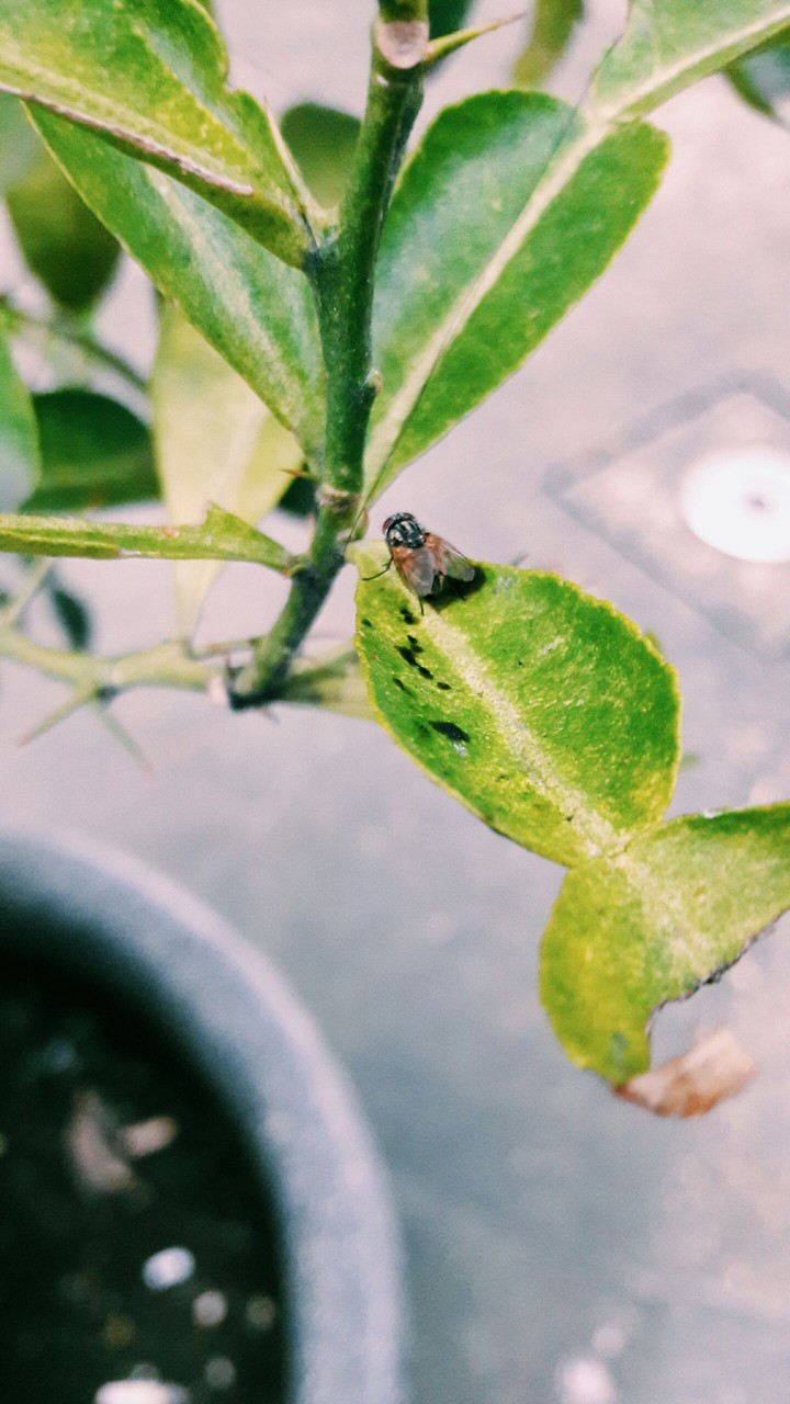 that fly is chillin i guess ahaha^^