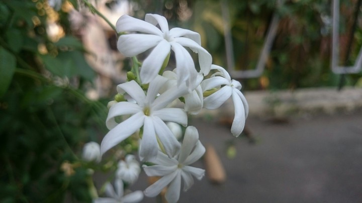 jasmine