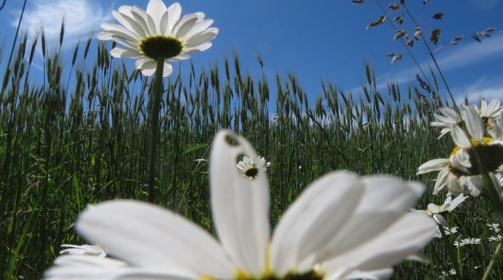 field?flower?