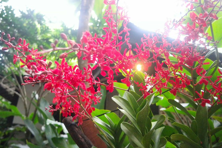 red flowers