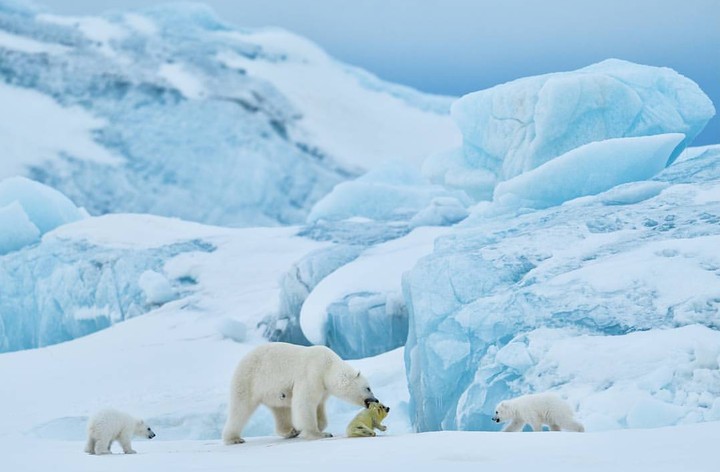 Polar bear and baby seal