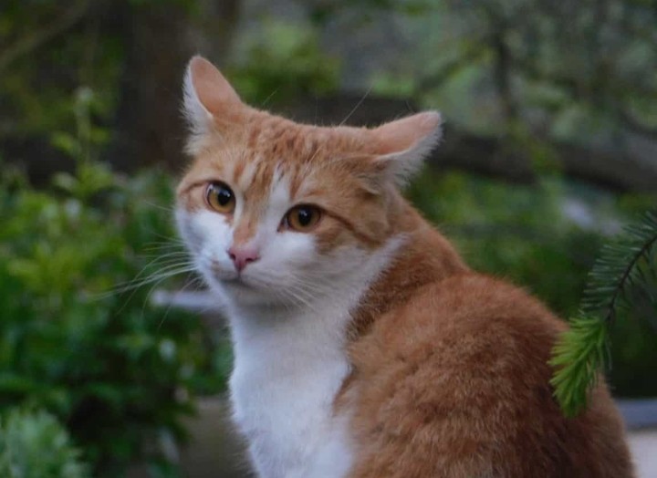neighbor's cat 