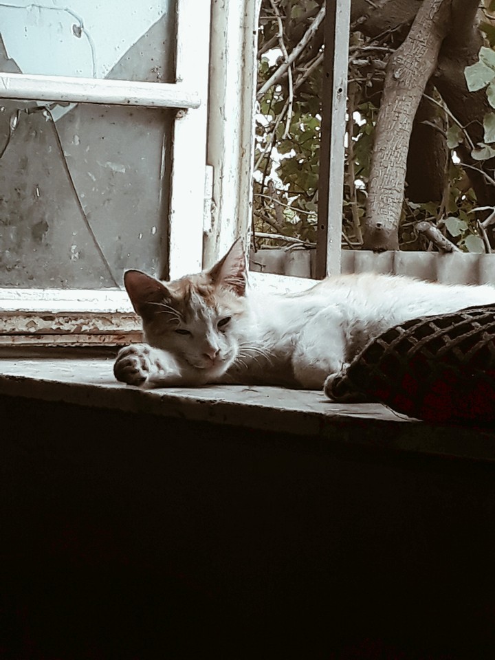 tierd cat