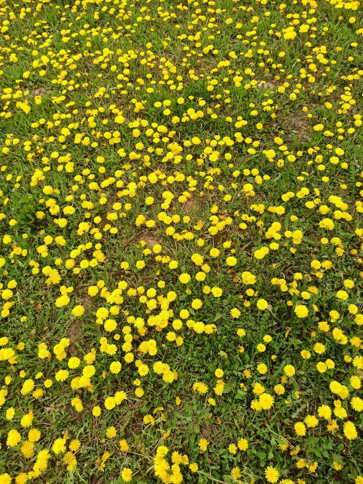 sea of flowers