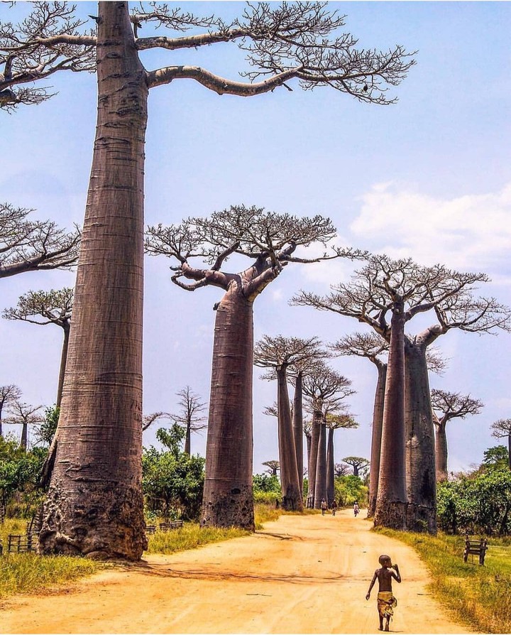 Africansweet