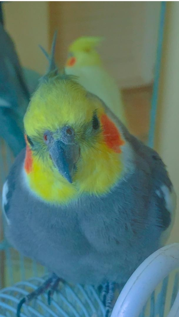 Parrot