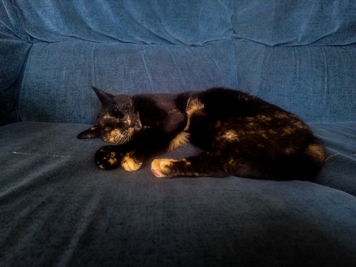 Black cat and blue couch