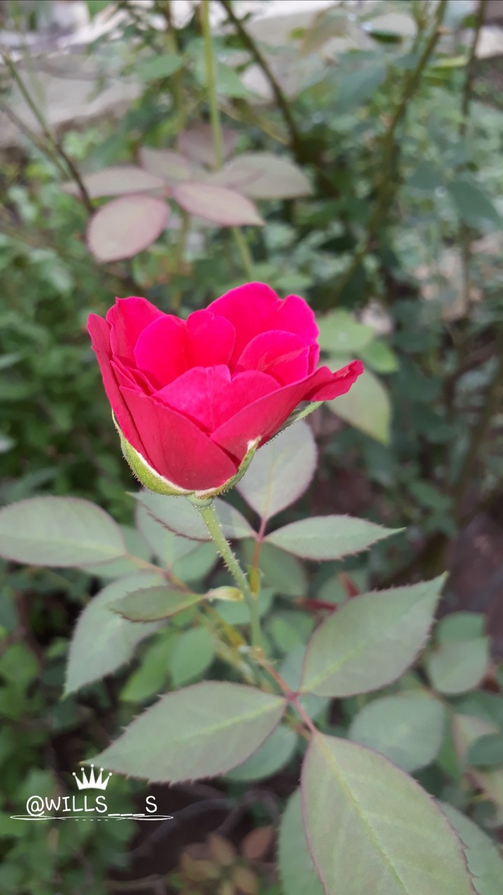 red  rose