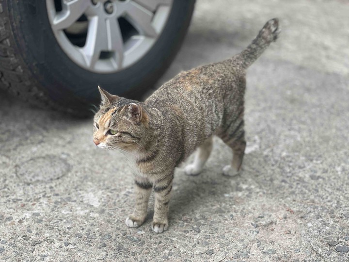 고양이