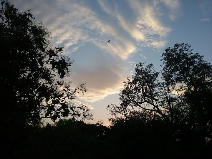 nature