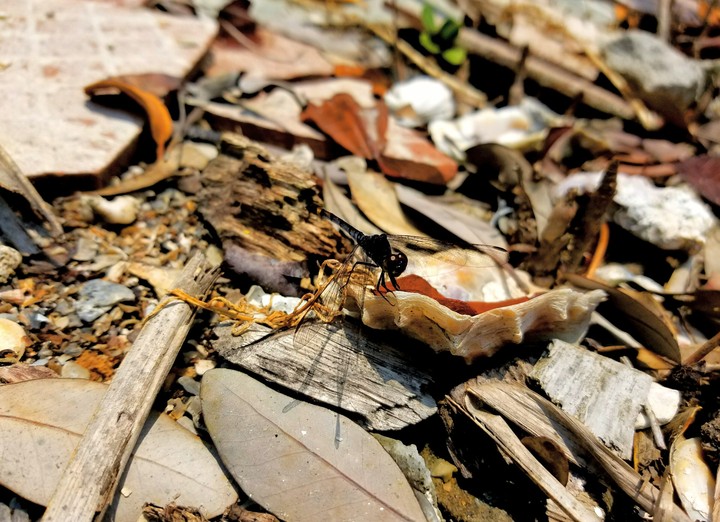 LIBÉLULA AZUL NEGRO, MANGLARES DE TUXPAN.