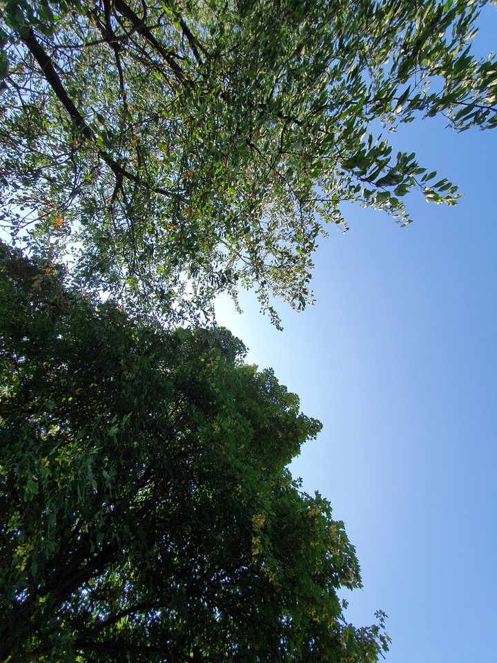 Tree Line