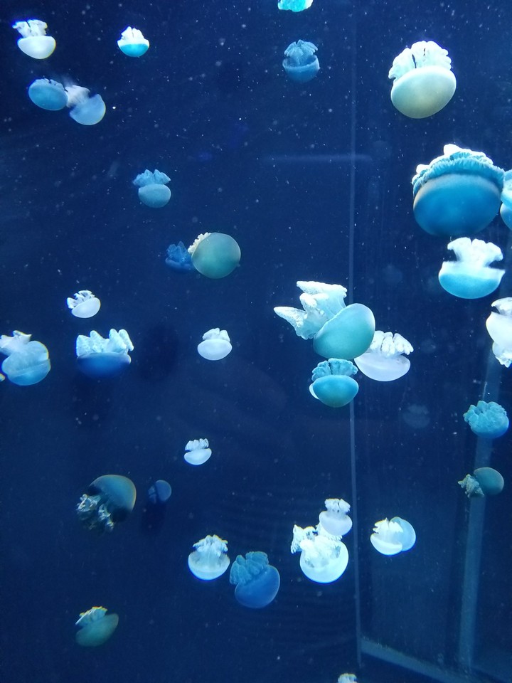 Jellyfish