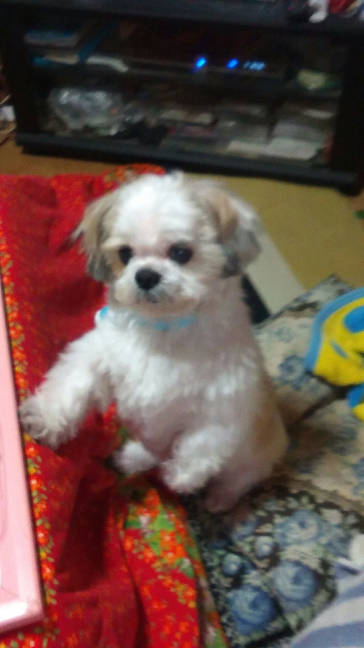 SHINRIZ