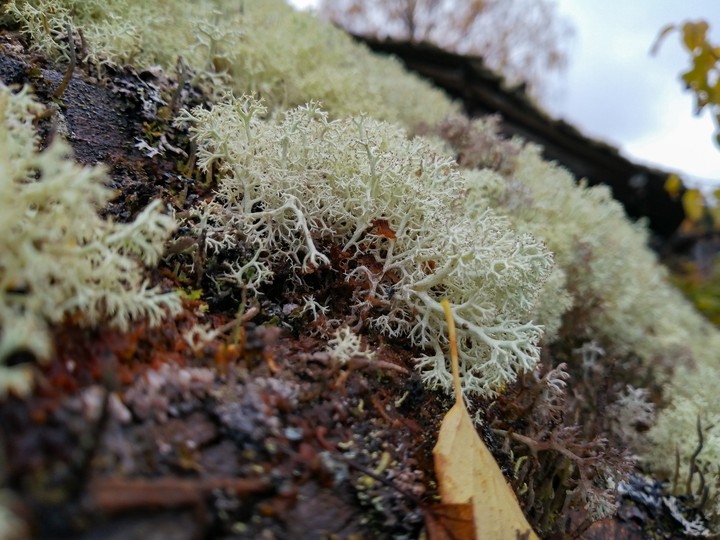 Moss on the roof