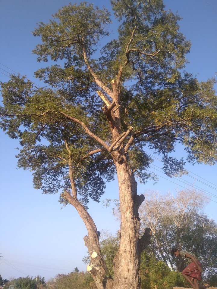 cut tree