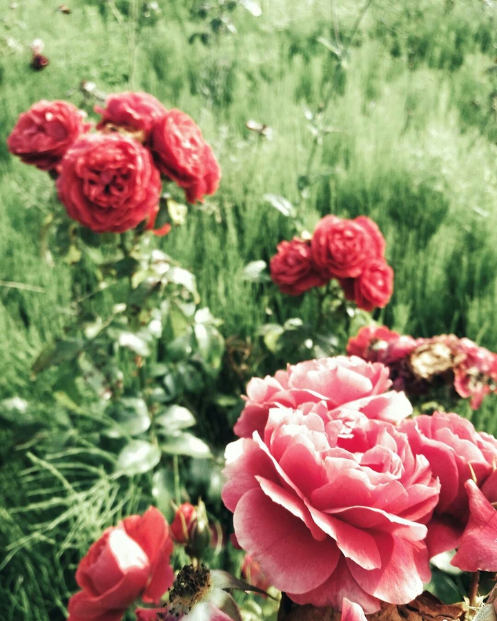 roses