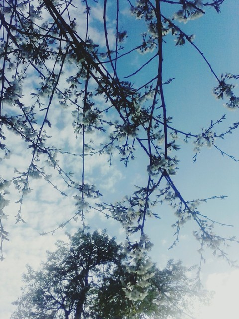 spring