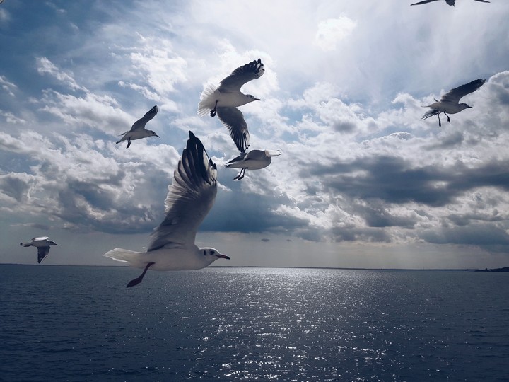 Birds