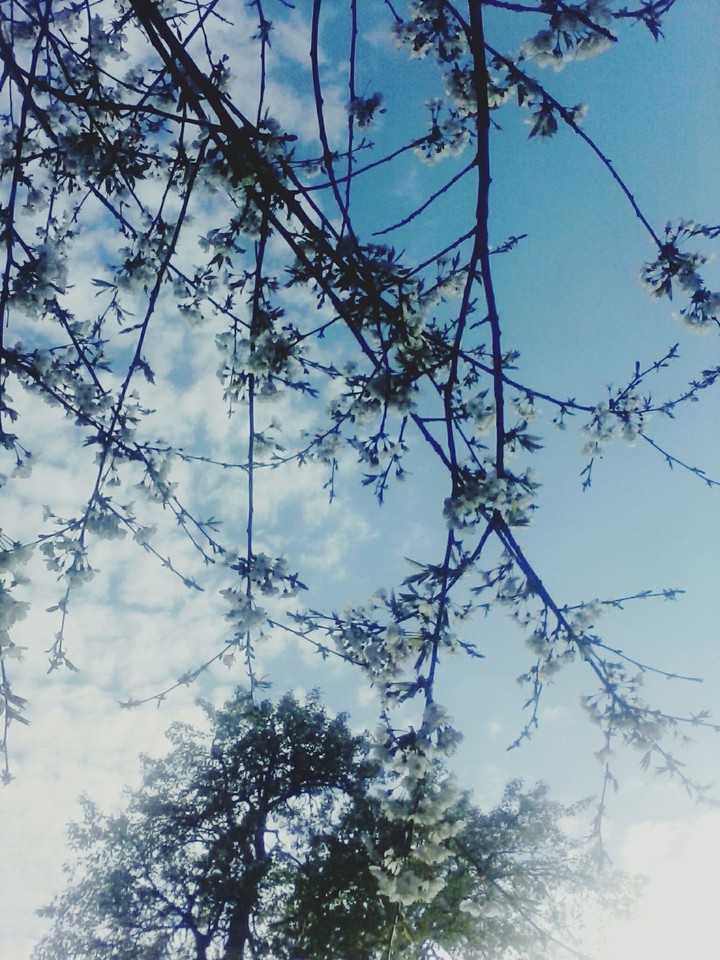 spring