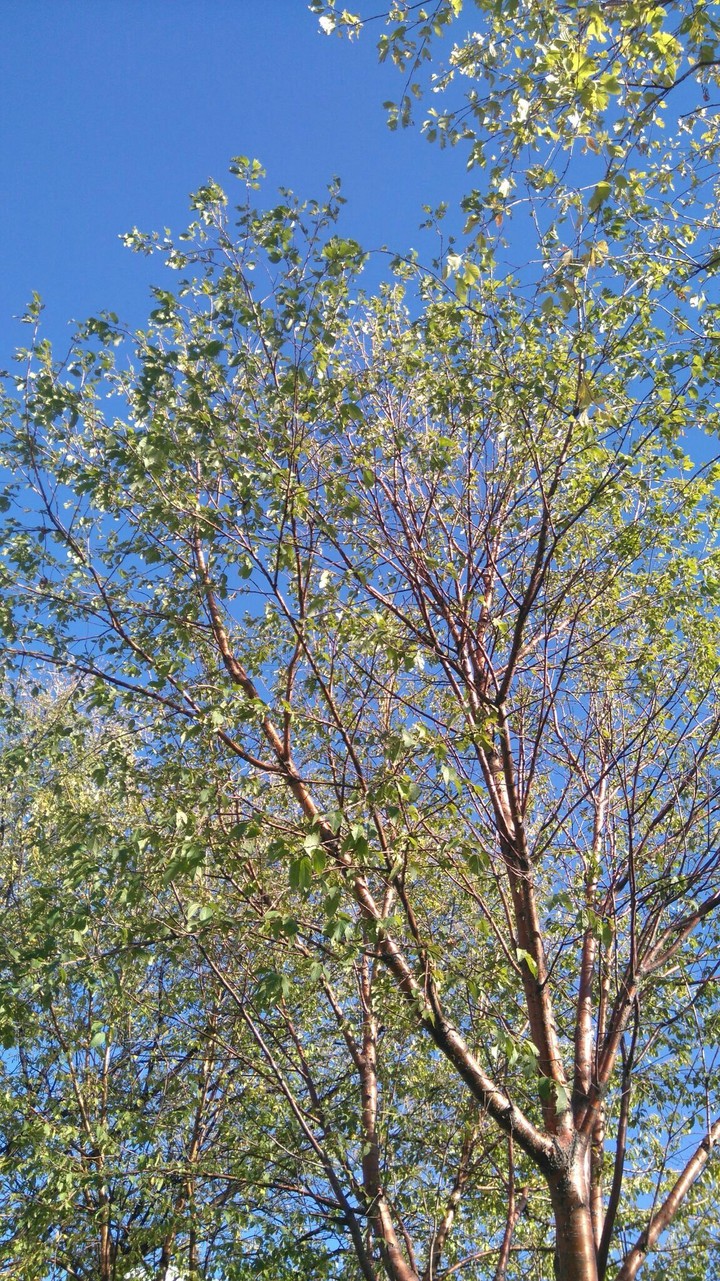 blue sky