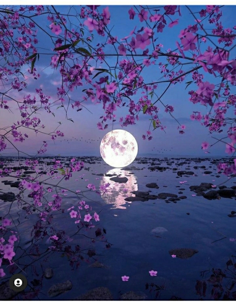 lake, flower duvar kağıtları