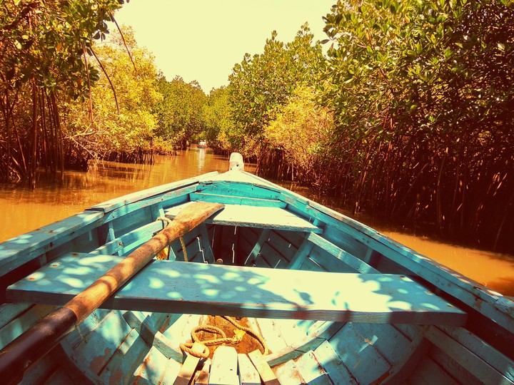 pichavaram mangrove forest
