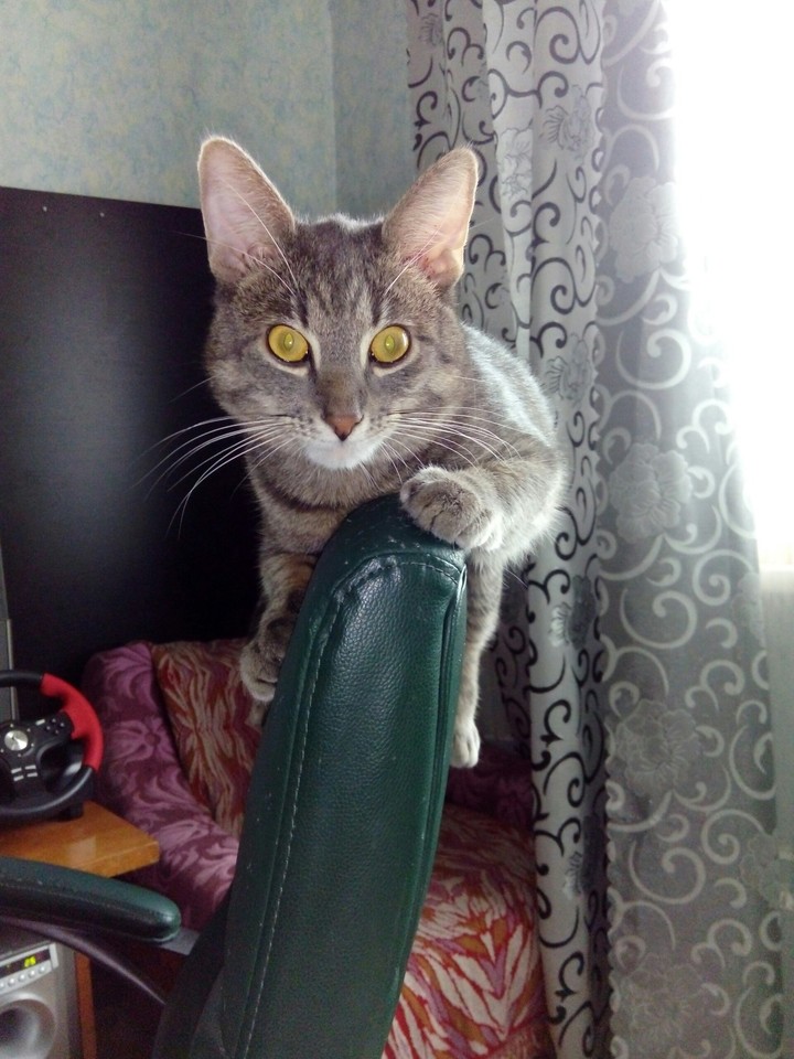 кот
