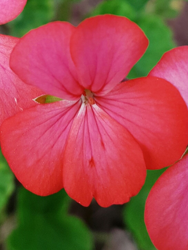 flower 2
