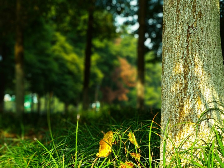 forest