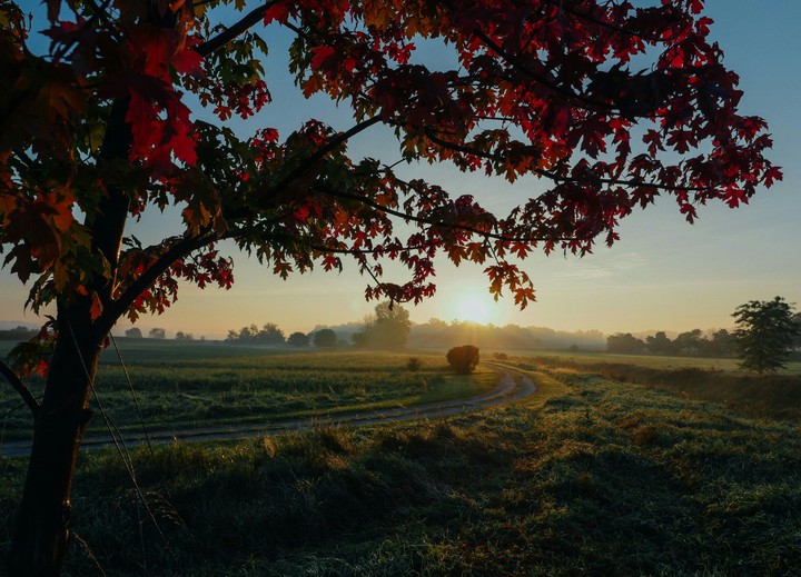tree