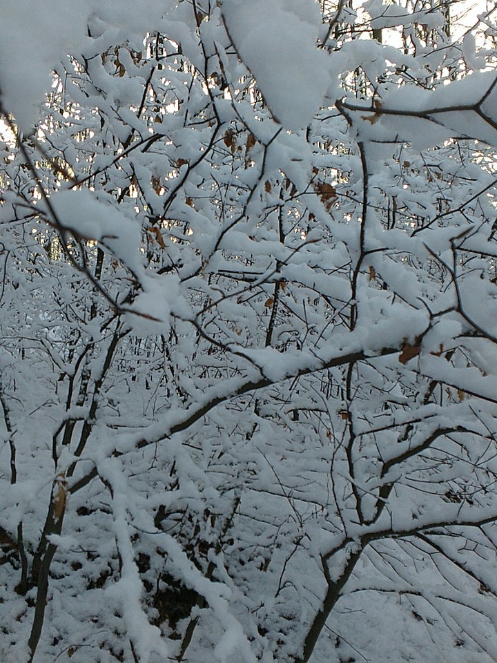 snow in forrest