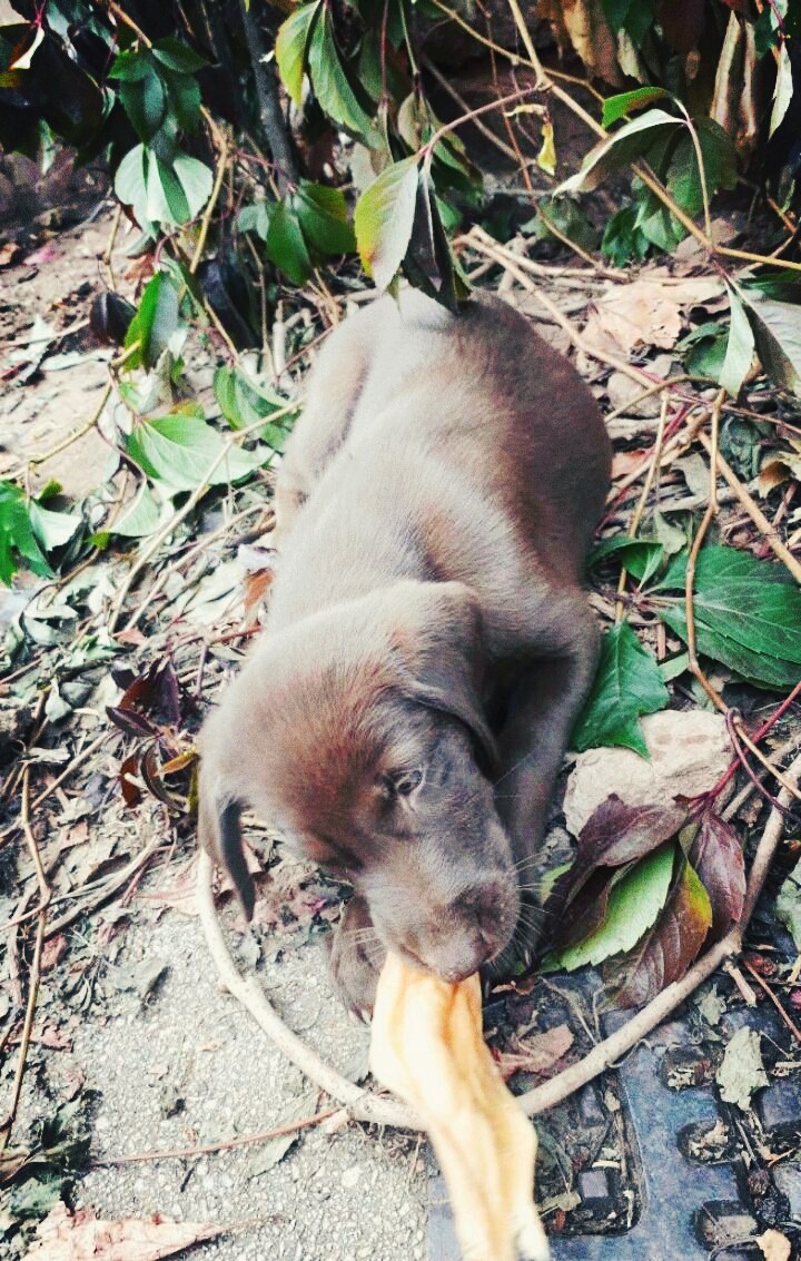 Puppy