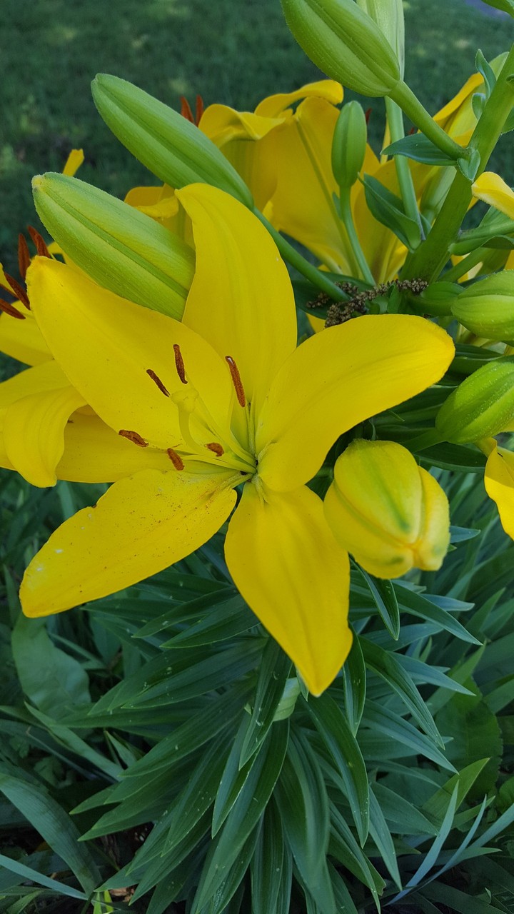 yellow lily