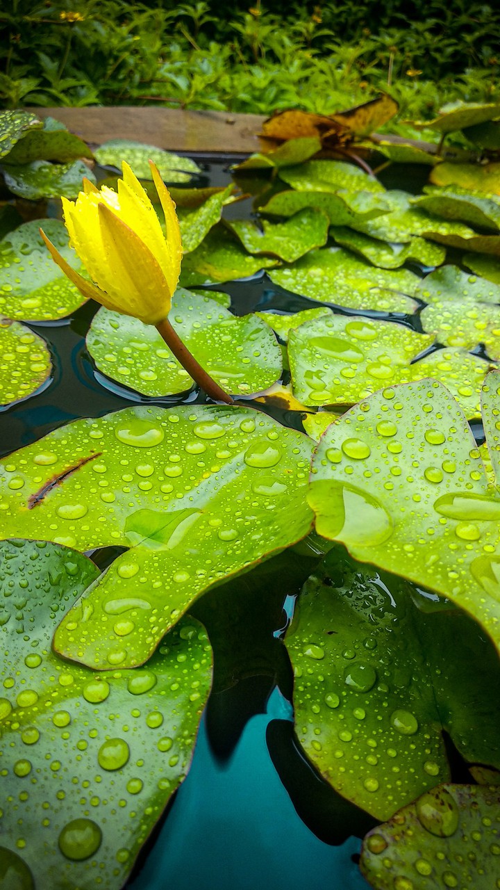 yellow flower❤️